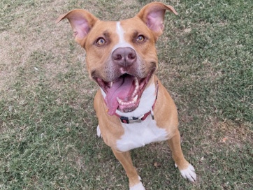 Labrador Retriever – Friendly lab/ red nose needing forever home – Gilbert