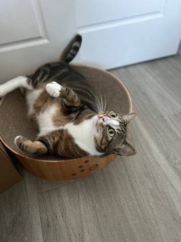 Russian White, Black and Tabby – Enzo