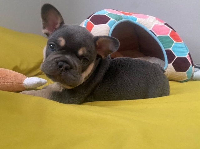 French Bulldog – selling frenchies !
