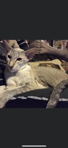 Siamese – Siamese lady for rehoming