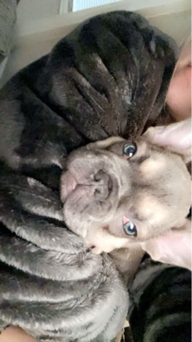 French Bulldog – Frenchie
