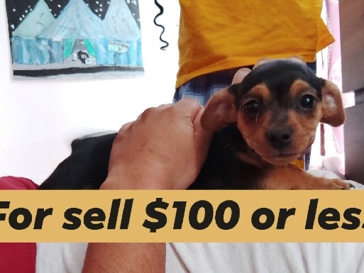Chihuahua – puppy looking for a good home. cute puppy – Trenton