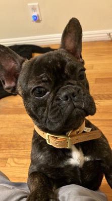 French Bulldog – Female French Bulldog