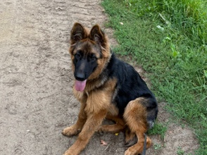 Wunderschöne Deutsche Schäferhündin „Kira“ sucht liebevolles Zuhause 🐾