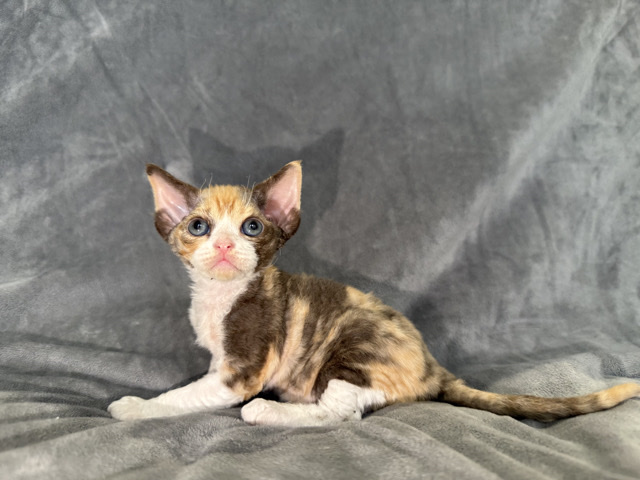 Becky Tri-Color Devon Rex Girl