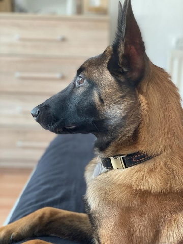 Belgian Shepherd Dog (Malinois) – Belgian Malinois