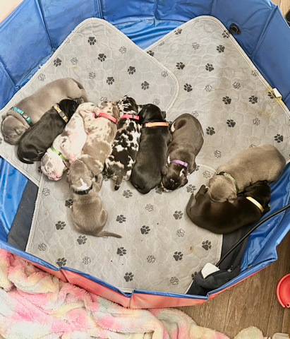 American Bulldog – black/Merle American bully puppies in oakland