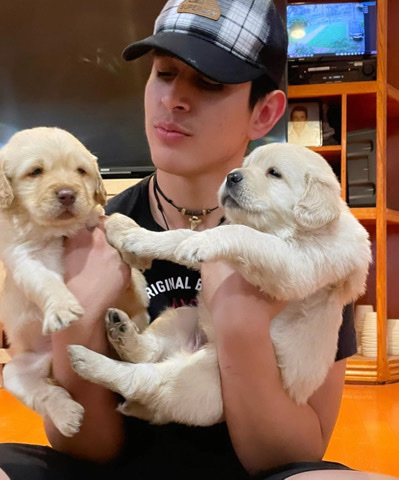 Golden Retriever – GOLDEN retrievers for sale!