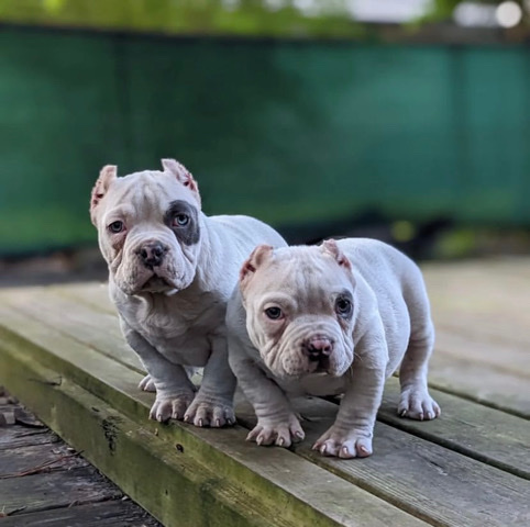 American Pit Bull Terrier – Micro male bully pup