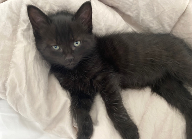 Bombay – Sweet black kitten