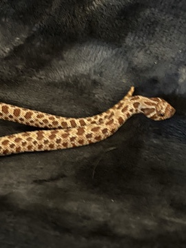 Female Hognose 