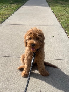 Poodle – Mini Goldendoodle Puppy