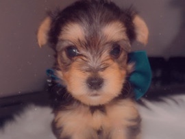 Yorkshire Terrier - Yorkies for Sales available for adoption in Dolton