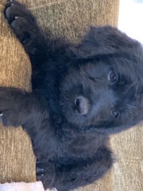 Doodle – double doodle male – Prosser