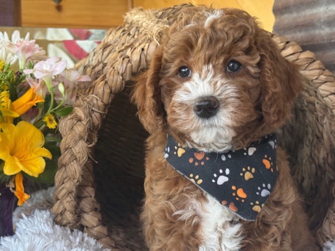 Goldendoodle – HUMPHRY – GOLDENDOODLE PUPPY – Philadelphia