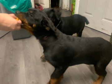 Rottweiler – Rottweiler pup boy – Bradford