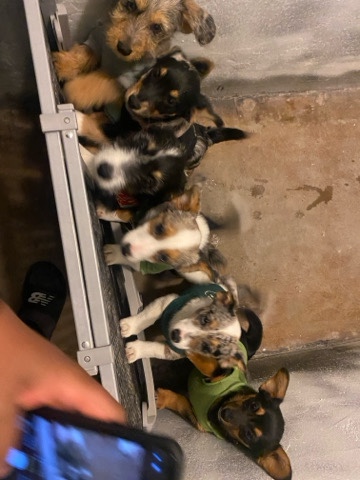 Cardigan Welsh Corgi – mixed corgis blue merle