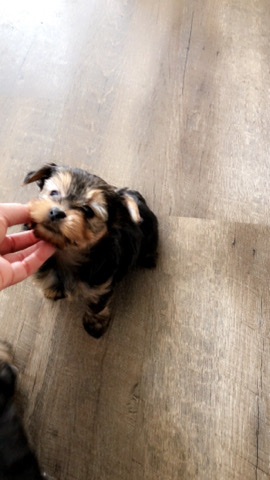 Yorkshire Terrier – Yorkie Puppy