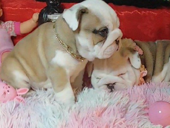 Bulldog - blue eyes english Bulldogs puppies available for adoption in Dallas
