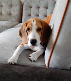 Beagle – beagle puppy for sale