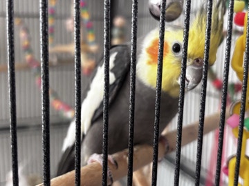 Cockatiel – Beautiful, healthy parrots looking for loving new homes. 🦜❤️ – Philadelphia