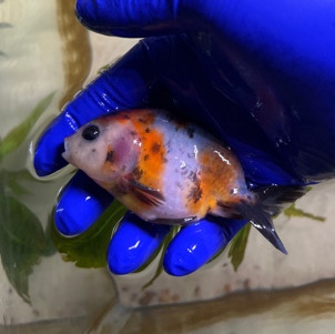 Male Ranchu Goldfish