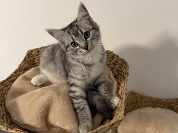 Image of British Shorthair