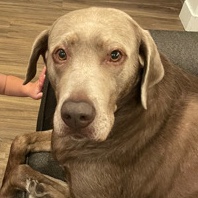 Labrador Retriever – Silver Labrador Retriever