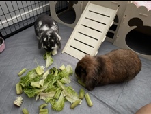Holland Lop – brother bunnies (lionhead/holland lop) – Ashburn