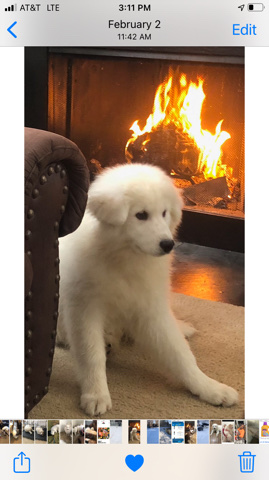 Samoyed – Puppy For Sale