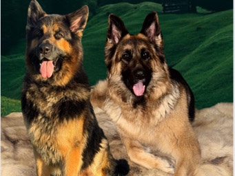 German Shepherd – German shepherd puppy’s 4 boys 1 girl left! – Pontefract
