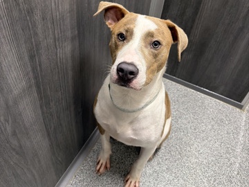 Staffordshire Bull Terrier – Lookikg for a home – Cypress