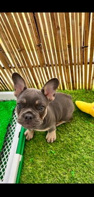 French Bulldog – French bulldog puppy rehome