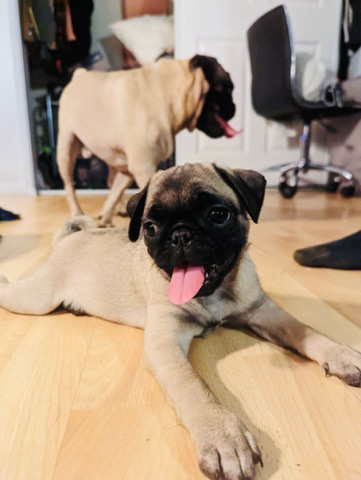 Pug – Purebred Pug Puppies