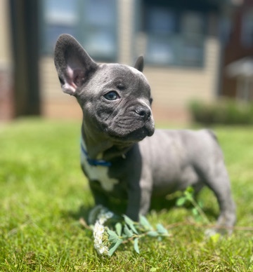 French Bulldog – Blue Merle French Bulldog Puppy