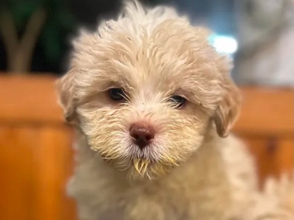 Poodle – mashipoo for sell – Ashburn