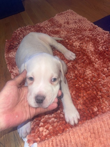 cane corso puppies for sale in the Fairfield area
