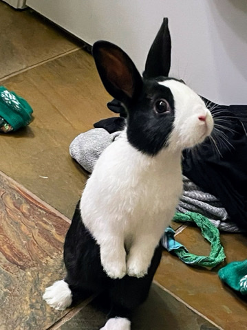 Dutch – Dutch bunny rabbit