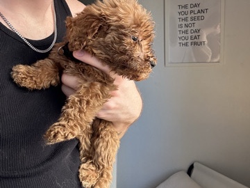 Others - Goldendoodle Puppies available for adoption in Dallas