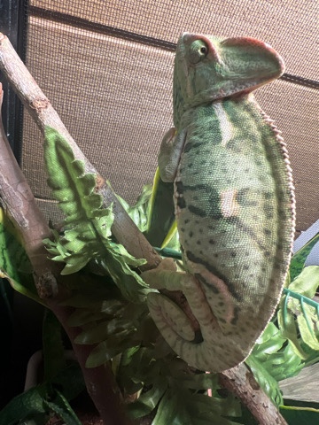 his name is rango