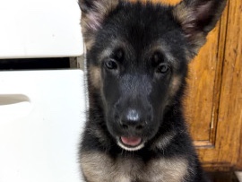 German Shepherd – Germán shepherd – Modesto