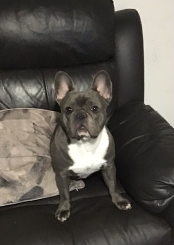 French Bulldog – 13 month old French bull dog coco