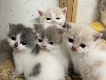 British Shorthair – British Shorthair Harlequins – Manningtree