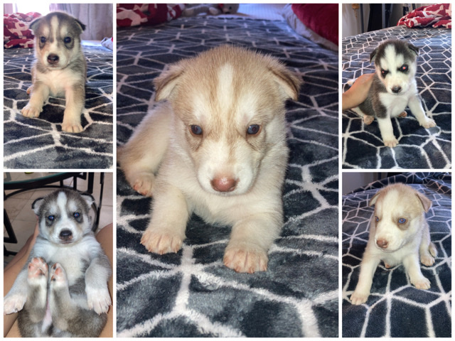 Siberian Husky – Siberian Huskies
