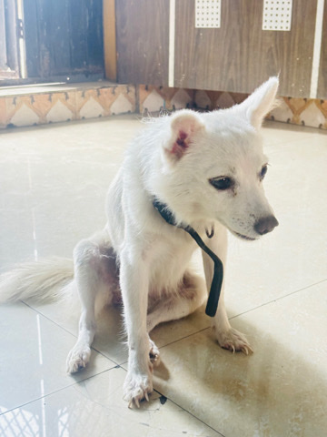 Pomeranian – please adopt me
