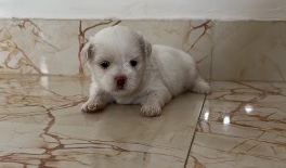 Maltese – Baby female maltese