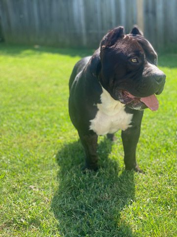 American Pit Bull Terrier – American pocket bully