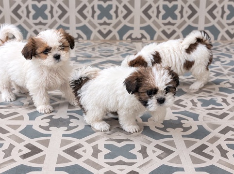 Shih Tzu – shih tzu puppy – Hyderabad