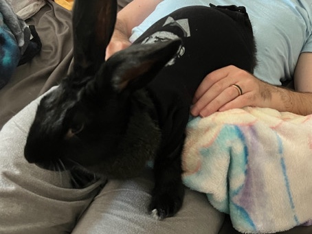 Jabba the Flemish Giant 