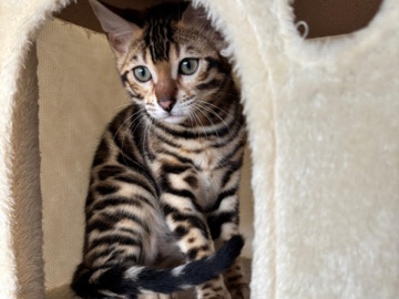 Bengal – Bengal Kitten/Jungkatze 8 Monate – Herten